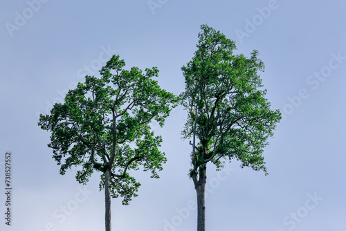 Two trees of different shapes stand against the clear blue sky. Surrounded by lush green foliage and peaceful natural surroundings.
