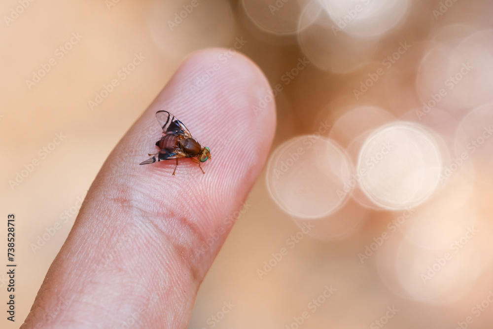 Close-up of a wild fly on the hand Wild flies have beautiful colors in their eyes. beautiful and cute