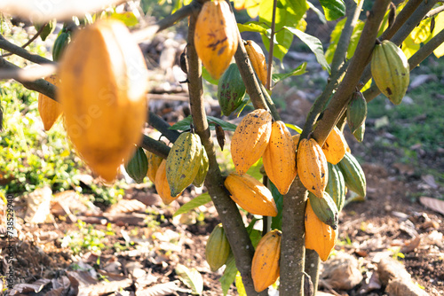 selective focus yellow cocoa fruit The many cacao fruits on the tree are in full growth. in agricultural fields in Thailand photo
