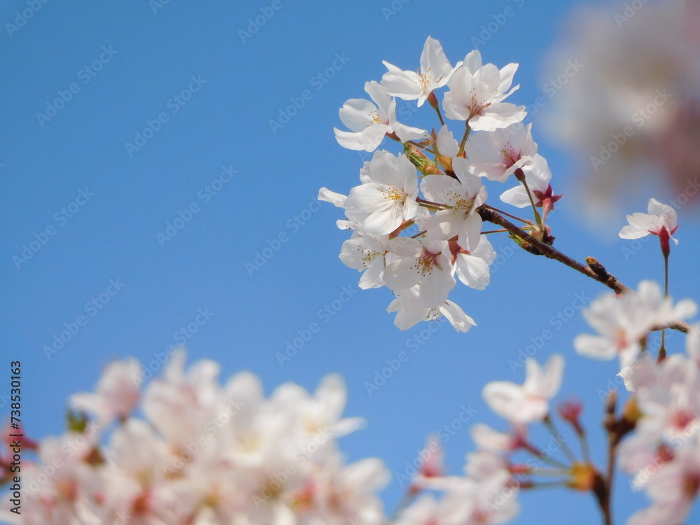 Fototapeta premium 春に咲く満開の桜と青空
