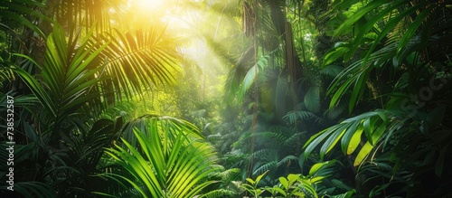  a stunning rainforest on a sunny morning, resembling a fairytale. © Sona