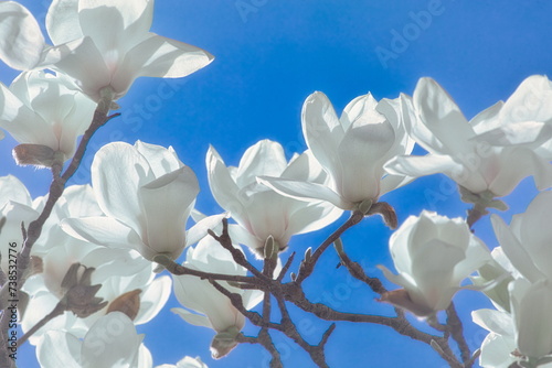 日本の春の街角には白いモクレンの花が可憐に咲き誇ります photo