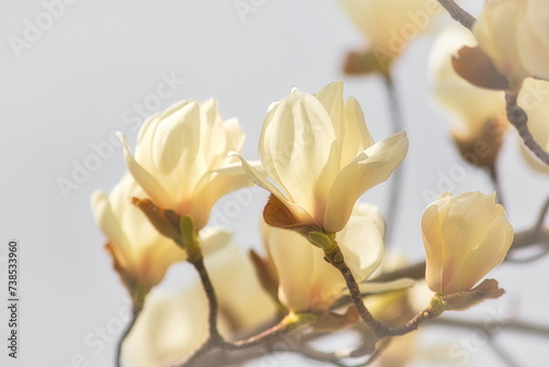 日本の春の街角には白いモクレンの花が可憐に咲き誇ります photo