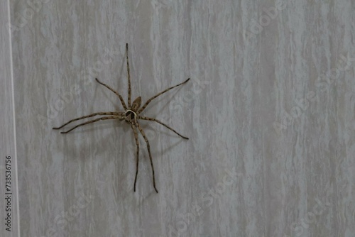 Common house spider on smooth tile floors © วอน จังมึง