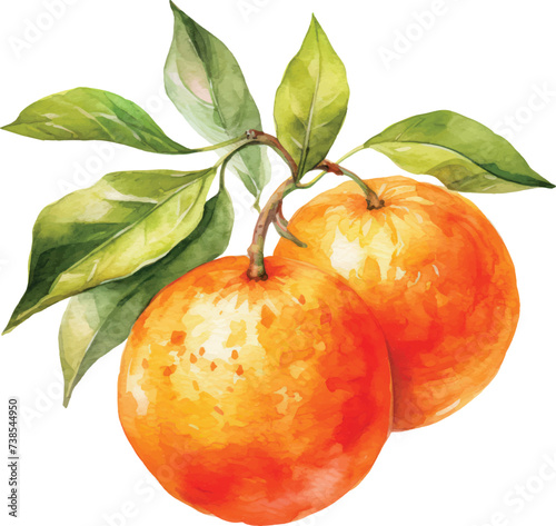 Orange watercolor illustration isolated on white transparent background.