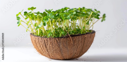 Sprouts in a coconut shell on a white background. The concept of sustainable gardening and green growth.
