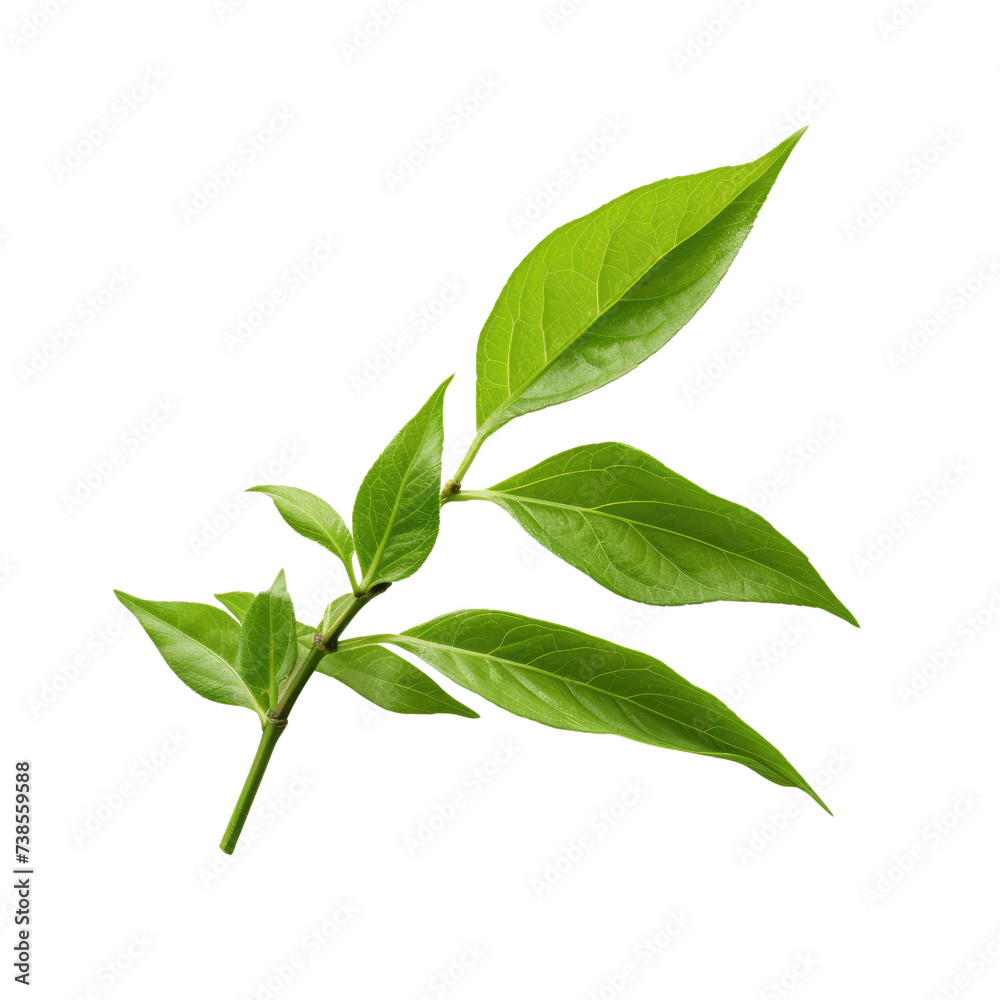 Tea leaf on transparent background