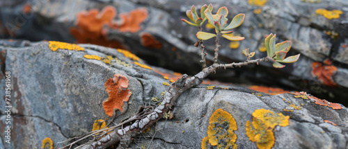 Close-up of colorful lichens and a small plant growing on a weathered rock surface. The lichens display a variety of colors, including shades of yellow, orange, and green, adding vibrancy  photo