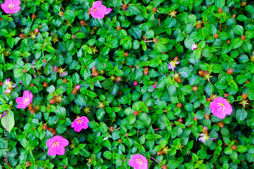 Pink flowers on the green leaves background. Top view, flat lay.