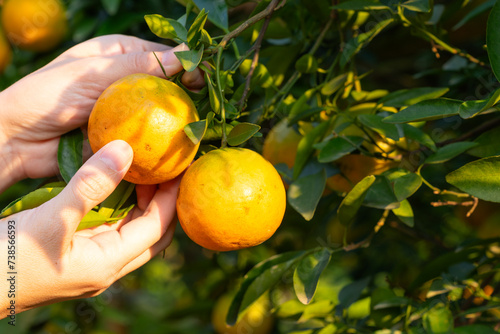 A woman's hand picks fresh oranges from a green tree.