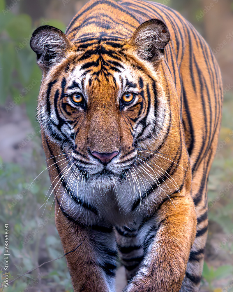 Fototapeta premium Indian Tiger