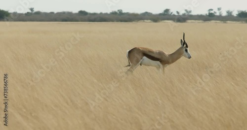 springbok antelopes in Khutse Game Reserve, Botswana, bush in the dry season