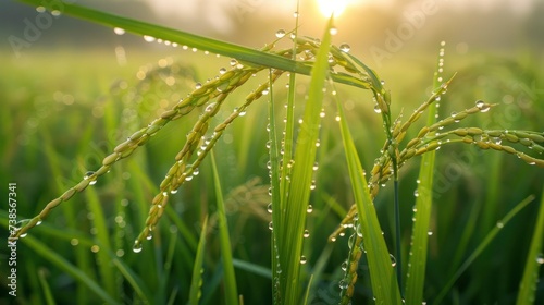 The dew point of the paddy in the early morning