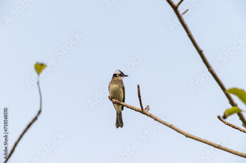 a light vented Bulbul standing on branch © imphilip