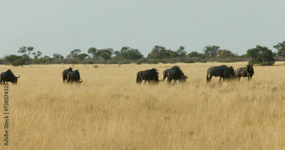 herd of wildebeest antelopes in Khutse Game Reserve, Botswana, bush in the dry season herd of wildebeest antelopes in Khutse Game Reserve, Botswana, bush in the dry season