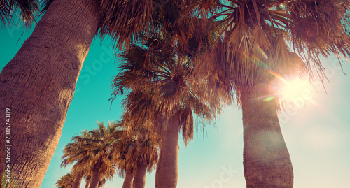 Palm trees against the blue sky. Palm plantation. Tropical landscape. Beautiful tropical nature