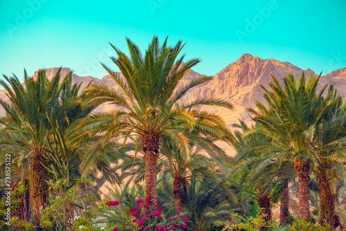 Rural landscape with palm plantation and mountains in the background. Ein Gedi, Israel photo