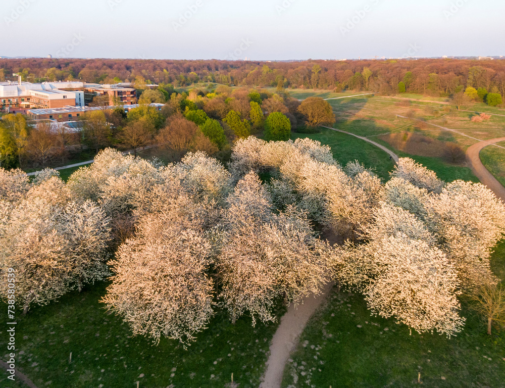 Aerial view of the cherry blossom in the Hiroshima Memorial Grove in Hannover