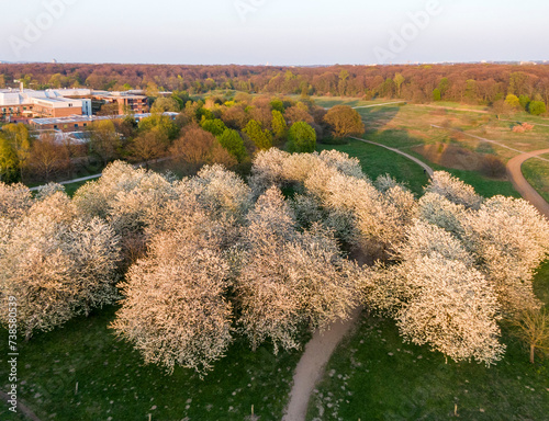 Obraz na płótnie Aerial view of the cherry blossom in the Hiroshima Memorial Grove in Hannover w salonie