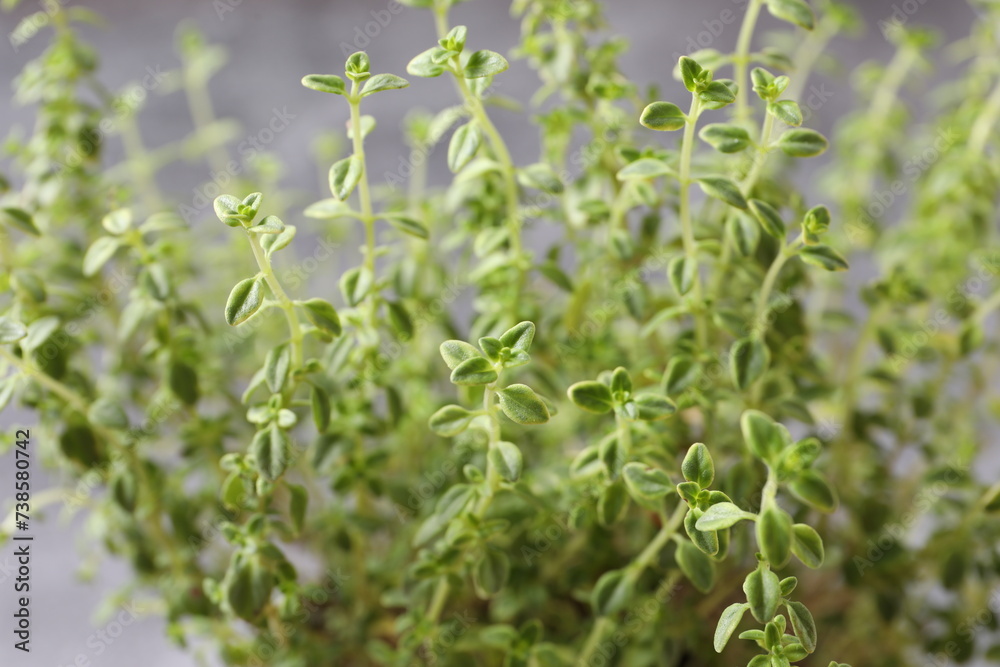 close up of a thyme