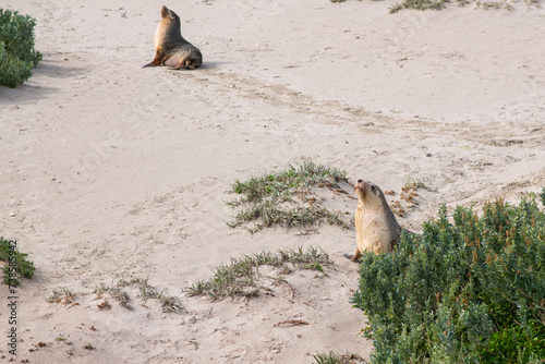 wild Australian Sea Lion, a protected species living in a colony on Kangaroo Island
