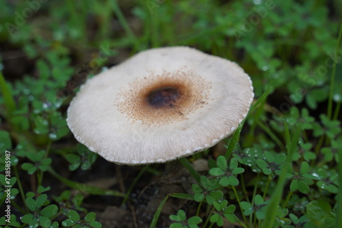 Macrolepiota mastoidea(Slender parasol) is an edible mushroom
