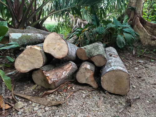 pile of rubber wood logs for wood products