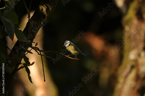 Mésange bleue (Cyanistes caeruleus) Cyanistes caeruleus in its natural element 