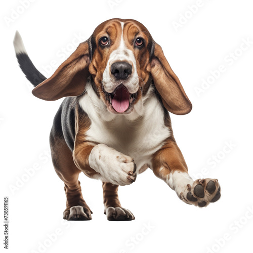 Basset Hound dog running isolated on transparent or white background © Luckyphotos