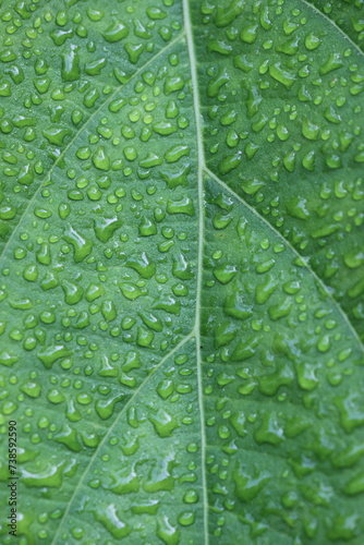 dew, leaves, morning dew on a green leaf