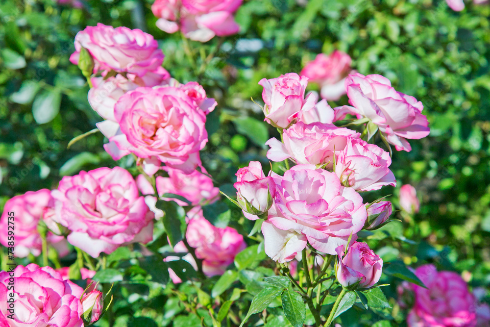 Bi color, Pink and white roses in the garden in full bloom. Bi color, Pink and white roses in the garden in full bloom.