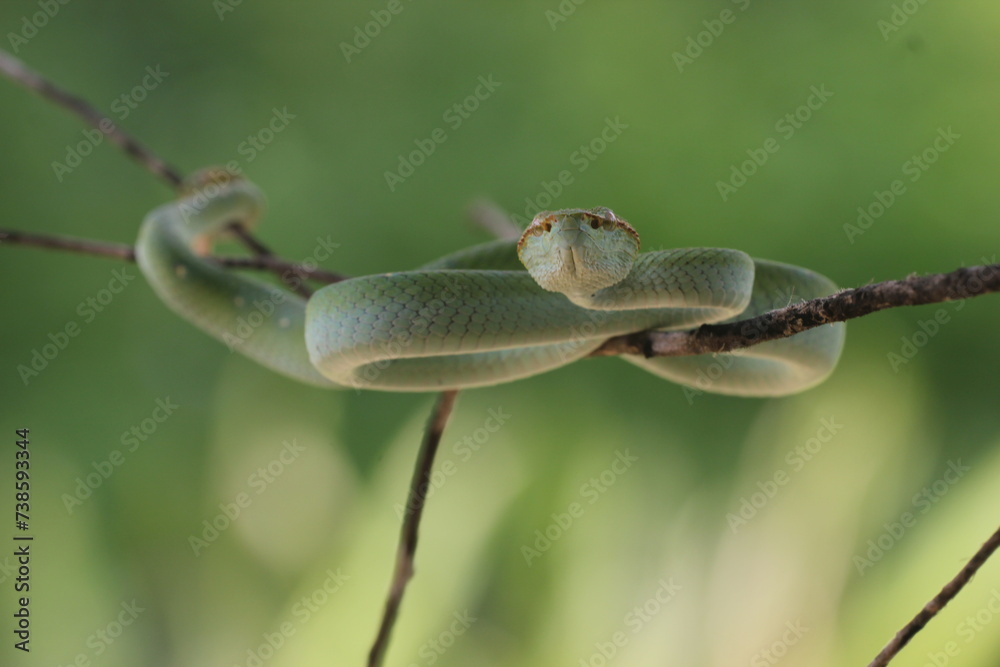 snake, viper, Tropidolaemus subannulatus, a viper Tropidolaemus subannulatus on a small wooden branch
