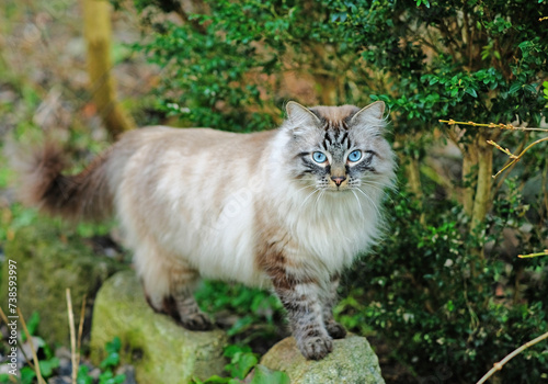 Beautiful cat of the Neva masquerade breed