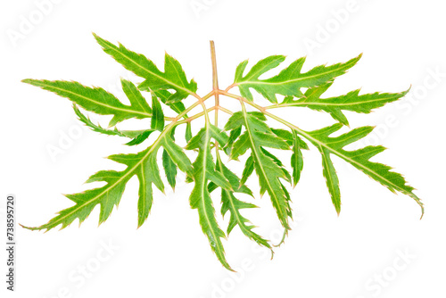 Fresh Polyscias fruticosa or ming aralia leaves isolated on white background photo