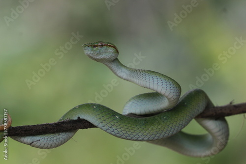 Fototapeta Naklejka Na Ścianę i Meble -  snake, viper snake, tropidolaemus subannulatus, a viper Tropidolaemus subannulatus on a small wooden branch
