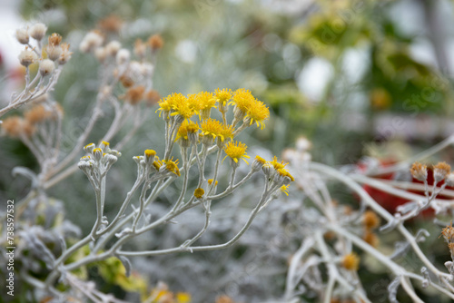 Close up Yellow Flowers ,Jacobaea maritima photo