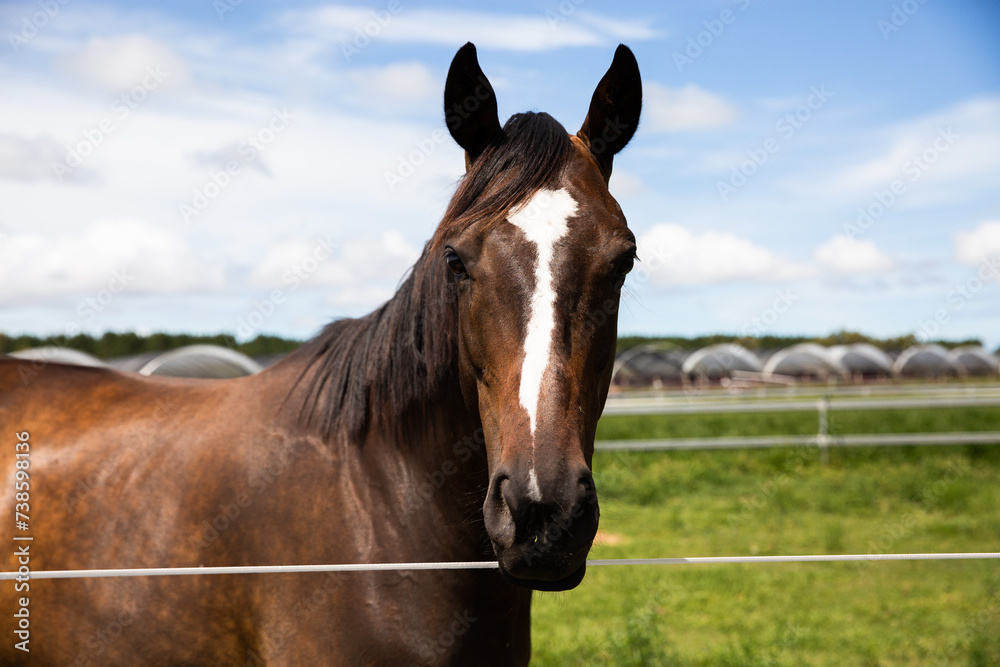curious horse looking straight at the camera curious horse looking straight at the camera