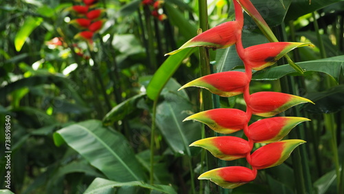 Red Heliconia rostrata (Hanging Lobster-claw) flowers in the foreground, with bokeh background of other flowers and fresh green leaves photo