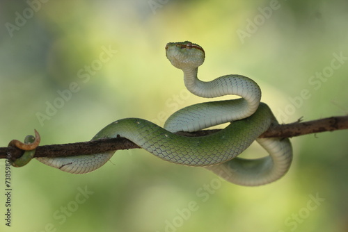 snake, viper snake, tropidolaemus subannulatus, a viper Tropidolaemus subannulatus on a small wooden branch
