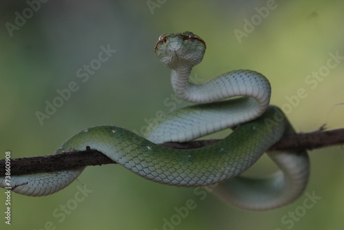 snake, viper, tropidolaemus subannulatus, a viper tropidolaemus subannulatus on a wooden branch 