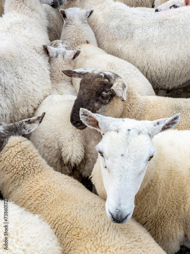 Sheep being gathered in sheepfold at Narin Strand