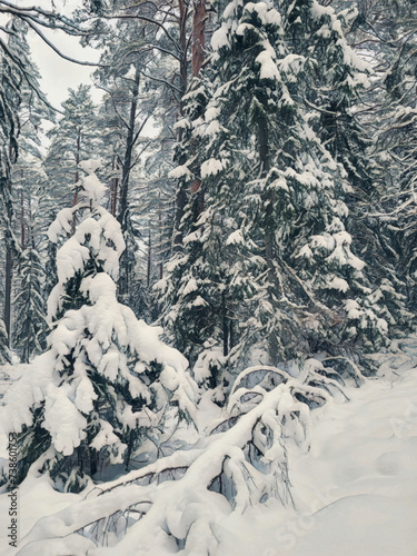 snow covered forest