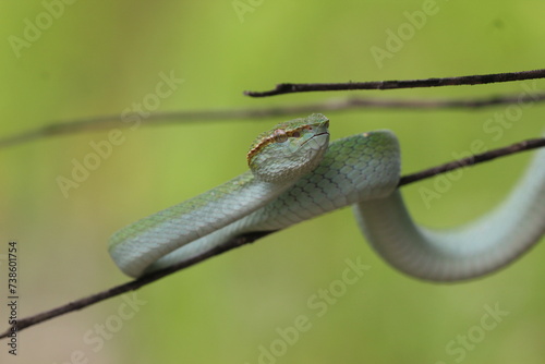 snake  viper  tropidolaemus subannulatus  a viper tropidolaemus subannulatus on a wooden branch 