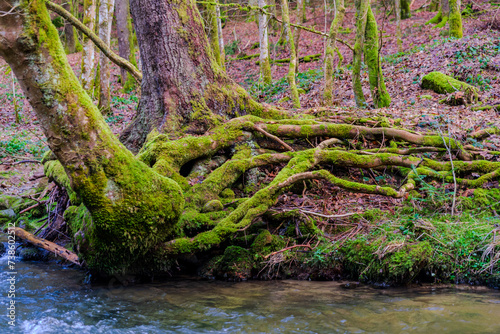 Moosbedeckte Wurzeln winden sich um den Baum