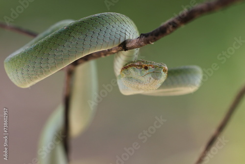 snake, viper, tropidolaemus subannulatus, a viper tropidolaemus subannulatus on a wooden branch
 photo