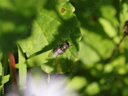 Stomorhina lunata
Stomorhina lunata on an unidentified flower or plant
 photo