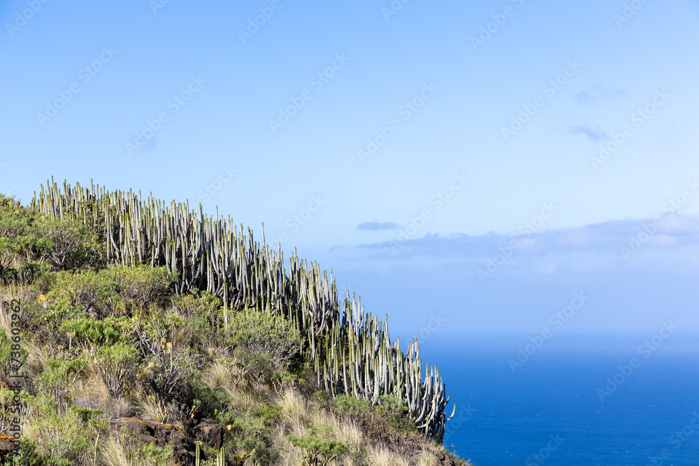 Coastline and  cactuses with view of Atlantic ocean empty horizon near Agaete, Gran Canaria, Spain