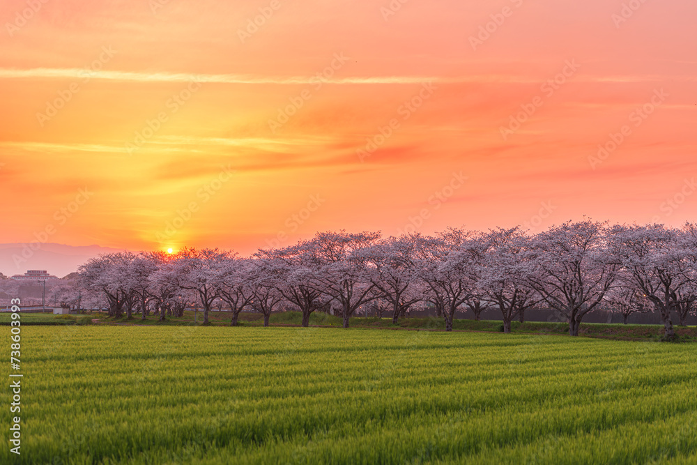 Obraz premium 福岡県筑前町草場川の桜並木の夕景