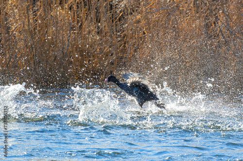 black coot taking flight from pond surface © taviphoto