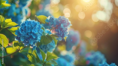 Wallpaper Mural Beautiful bright background of a summer garden with a flowering blue hydrangea bush Torontodigital.ca